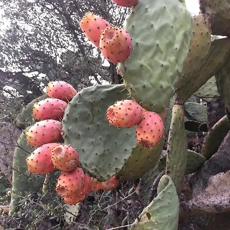 Apartment Domus Deiana San Giovanni Suèrgiu